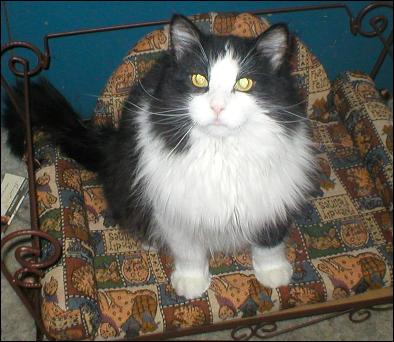 It's Sylvester!