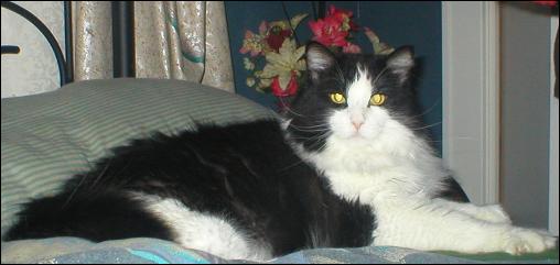 It's Sylvester!