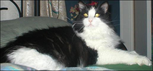 It's Sylvester