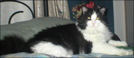 It's Sylvester