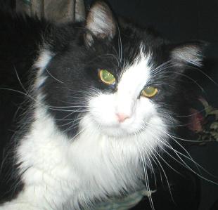 It's Sylvester
