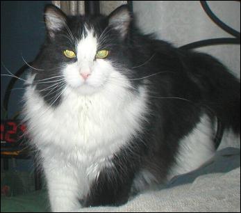 It's Sylvester