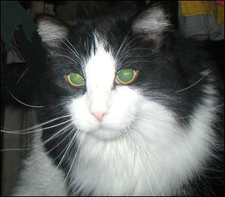 It's Sylvester