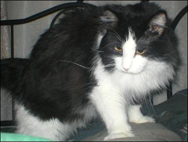 It's Sylvester