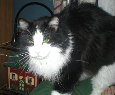 It's Sylvester