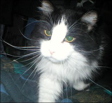 It's Sylvester