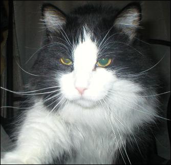 It's Sylvester