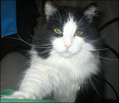 It's Sylvester