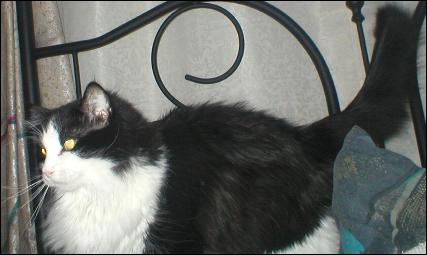 It's Sylvester