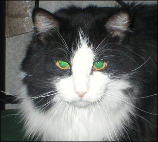 It's Sylvester