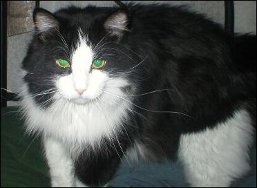 It's Sylvester