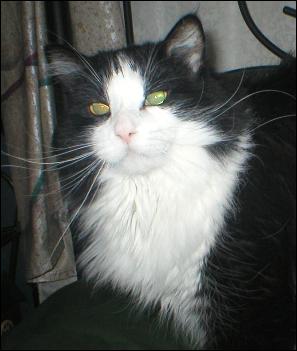It's Sylvester