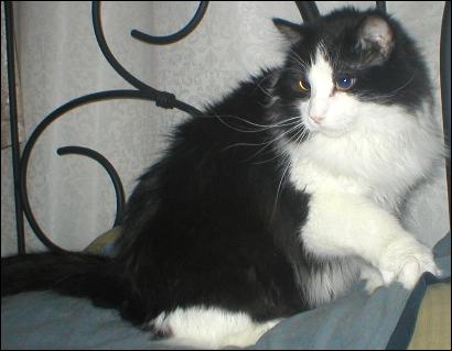 It's Sylvester