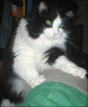 It's Sylvester