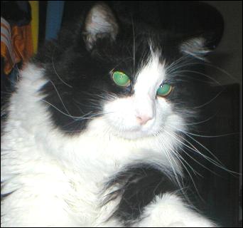 It's Sylvester!