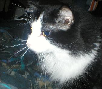 It's Sylvester
