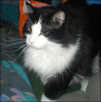 It's Sylvester