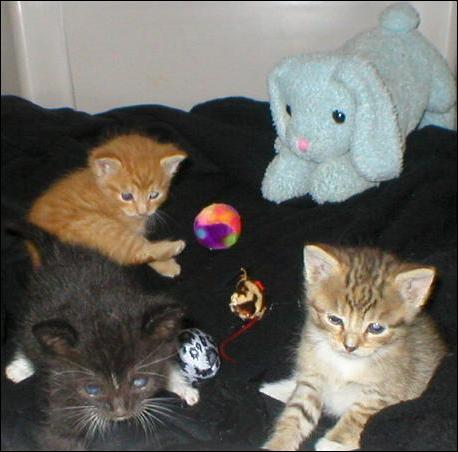 Meet the Kitties!