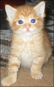 It's Tango!