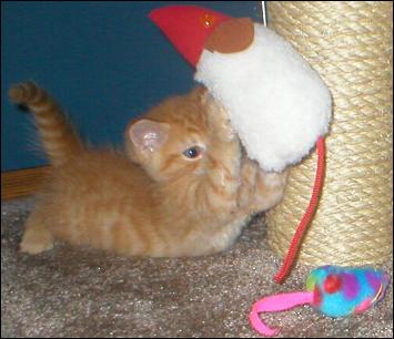 It's Tango!