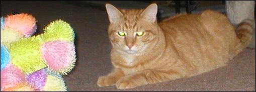 It's Tango a.k.a. Tango-Mango!