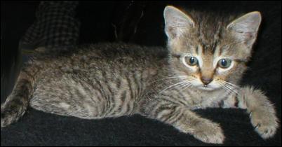 It's baby Tiny Tiger!