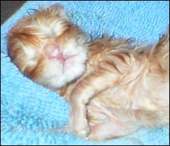 Meet the Kitties!